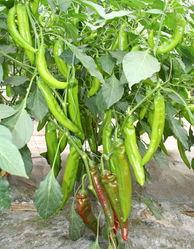 亚洲辣椒资源在线播放,线上探索辣椒世界的瑰宝