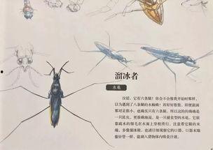 亚洲巨星昆虫,揭秘自然界的璀璨明星